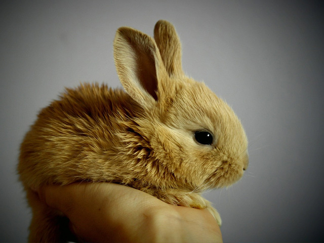 24 hour pet clinic